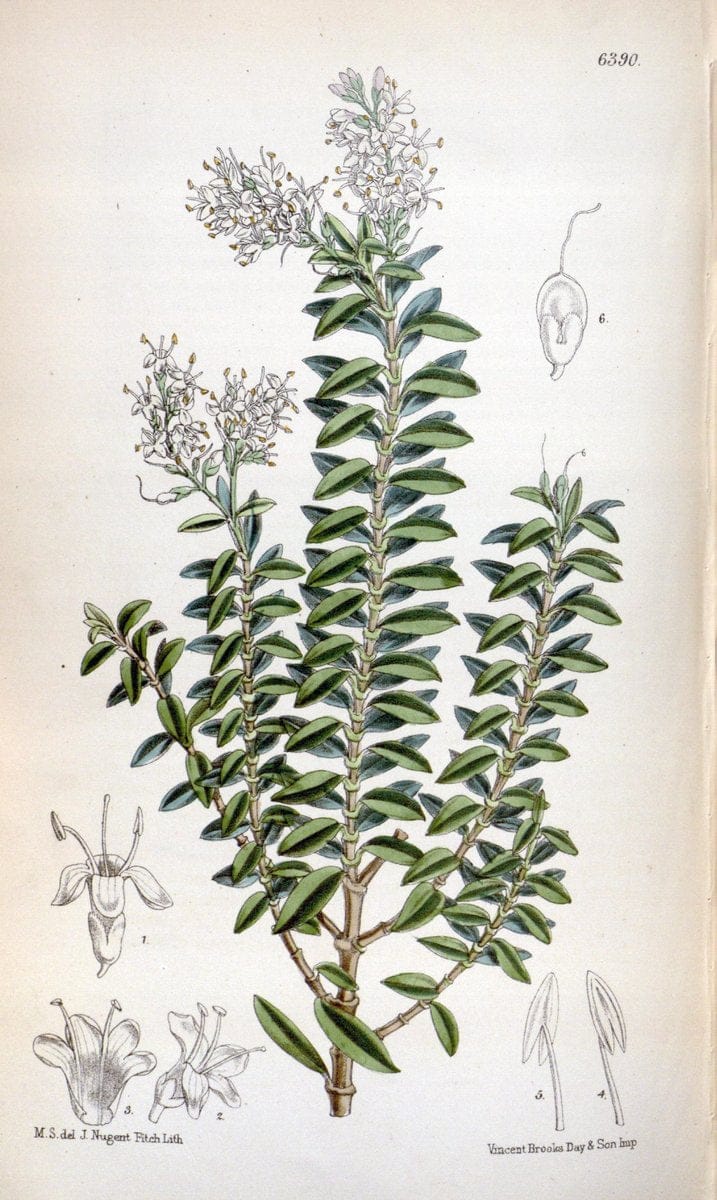 Curtis's botanical magazine. London ; New York [etc.] :Academic Press [etc.]. | "Botanical illustration" Botany Periodicals "Pictorial works" "Plants, Ornamental"  | Vintage Print Reproduction 449532