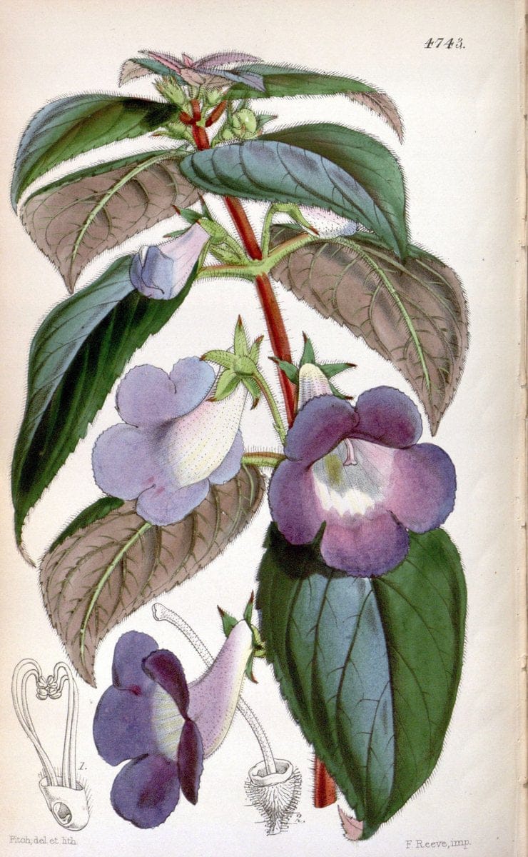 Curtis's botanical magazine. London ; New York [etc.] :Academic Press [etc.]. | "Botanical illustration" Botany Periodicals "Pictorial works" "Plants, Ornamental"  | Vintage Print Reproduction 449534