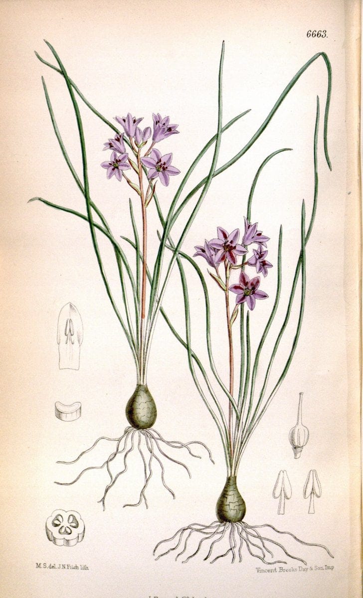 Curtis's botanical magazine. London ; New York [etc.] :Academic Press [etc.]. | "Botanical illustration" Botany Periodicals "Pictorial works" "Plants, Ornamental"  | Vintage Print Reproduction 449536