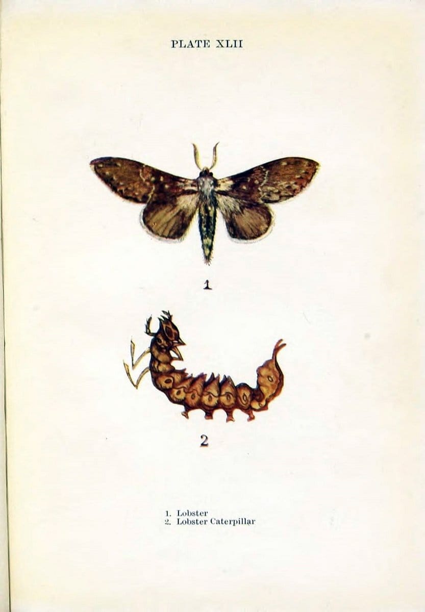Butterflies and moths,.London & Edinburgh,T.C. & E.C. Jack[1910]. | Butterflies Moths "Cornell University Library" | Vintage Print Reproduction 449545
