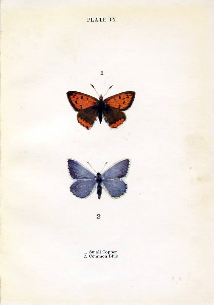 Butterflies and moths,.London & Edinburgh,T.C. & E.C. Jack[1910]. | Butterflies Moths "Cornell University Library" | Vintage Print Reproduction 449547