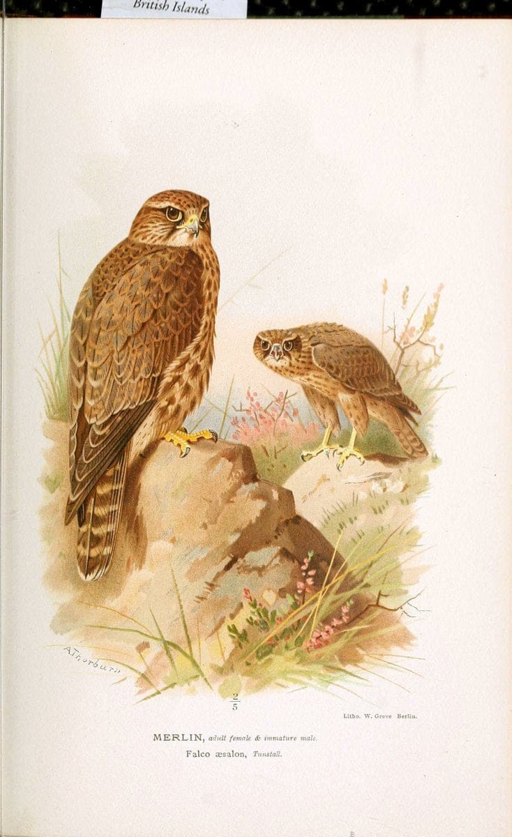 Coloured figures of the birds of the British Islands. v.1London :R. H. Porter,1885-1897. | Vintage Print Reproduction 449548