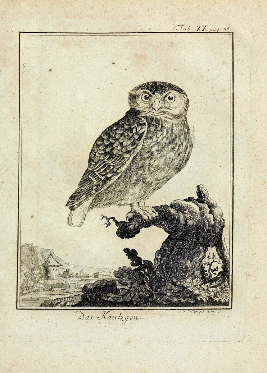 BÃ¼ffons Naturgeschichte der VÃ¶gel :.Leipzig :bey Hermann Heinrich Holle,1775-1782.. |  | Vintage Print Reproduction 449550
