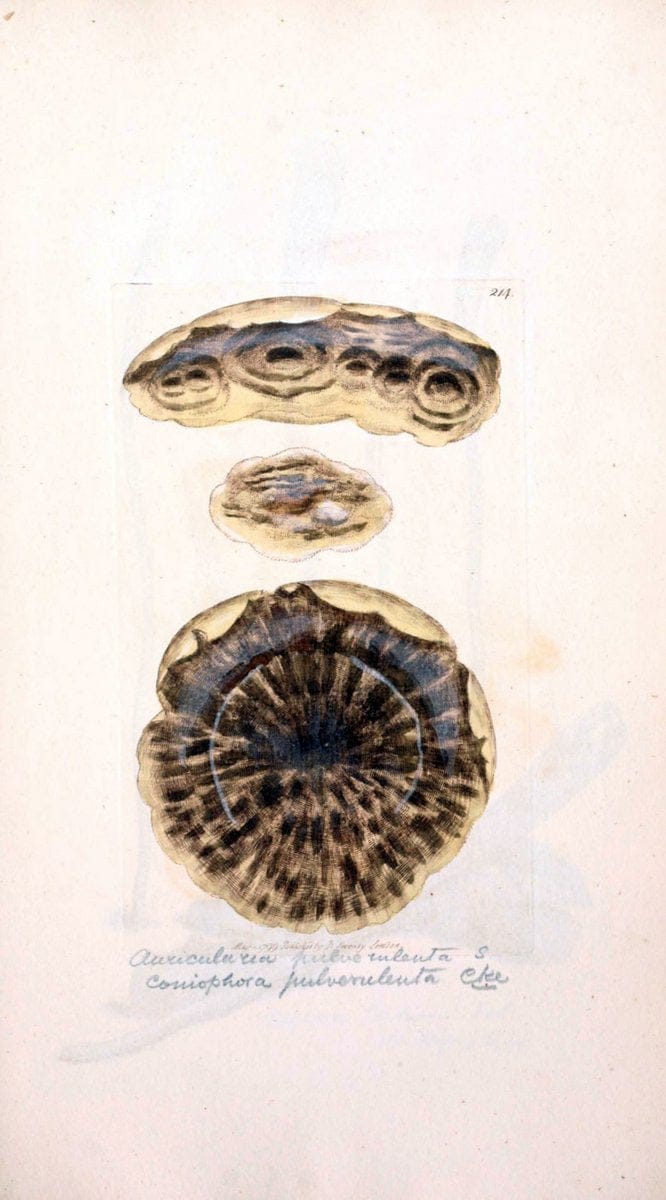 Coloured figures of English fungi or mushrooms. London,Printed by J. Davis,1797-[1809]. | England Mushrooms  | Vintage Print Reproduction 449551