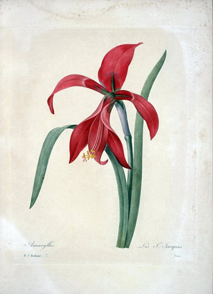 Choix des plus belles fleurs :.Paris :Ernest Panckoucke,[1833].  | 1833 Botany France Icones "Pictorial works"  | Vintage Print Reproduction 449554