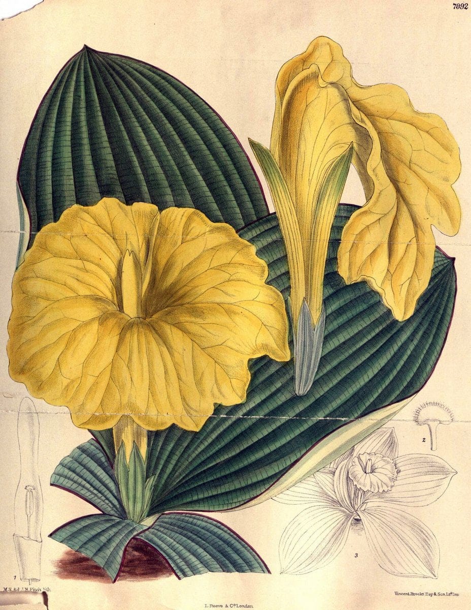 Dragable Image