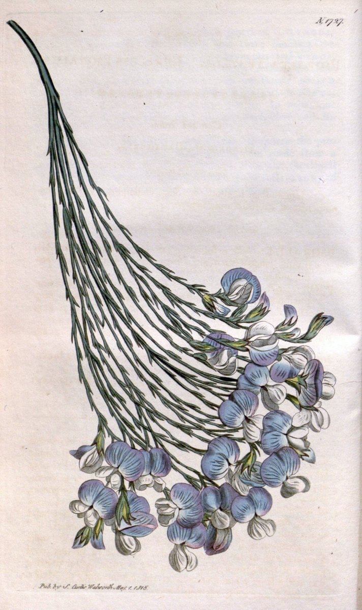 Curtis's botanical magazine. London ; New York [etc.] :Academic Press [etc.]. | "Botanical illustration" Botany Periodicals "Pictorial works" "Plants, Ornamental"  | Vintage Print Reproduction 449556