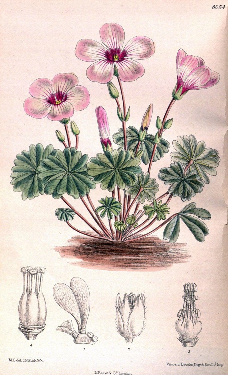 Curtis's botanical magazine. London ; New York [etc.] :Academic Press [etc.]. | "Botanical illustration" Botany Periodicals "Pictorial works" "Plants, Ornamental"  | Vintage Print Reproduction 449557