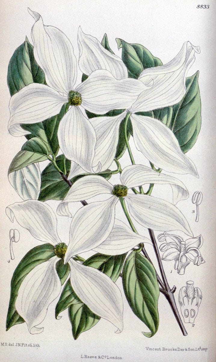 Curtis's botanical magazine. London ; New York [etc.] :Academic Press [etc.]. | "Botanical illustration" Botany Periodicals "Pictorial works" "Plants, Ornamental"  | Vintage Print Reproduction 449558