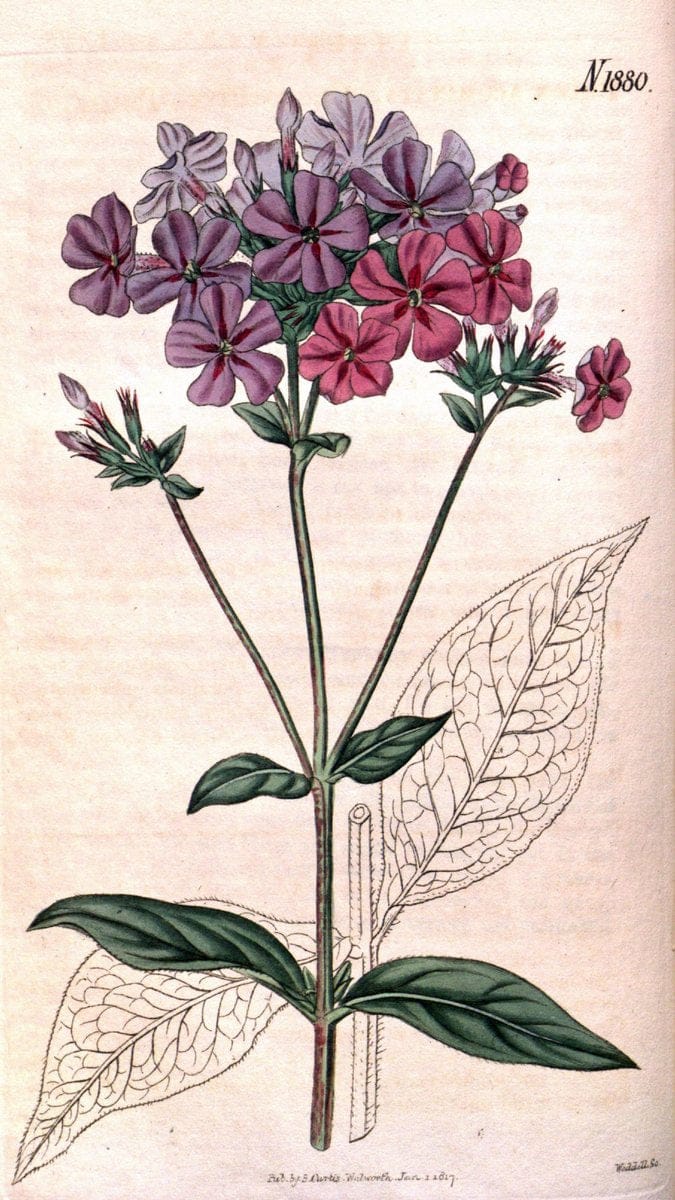 Curtis's botanical magazine. London ; New York [etc.] :Academic Press [etc.]. | "Botanical illustration" Botany Periodicals "Pictorial works" "Plants, Ornamental"  | Vintage Print Reproduction 449561