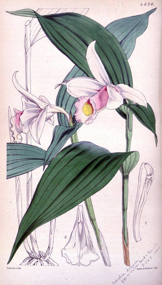 Curtis's botanical magazine. London ; New York [etc.] :Academic Press [etc.]. | "Botanical illustration" Botany Periodicals "Pictorial works" "Plants, Ornamental"  | Vintage Print Reproduction 449562
