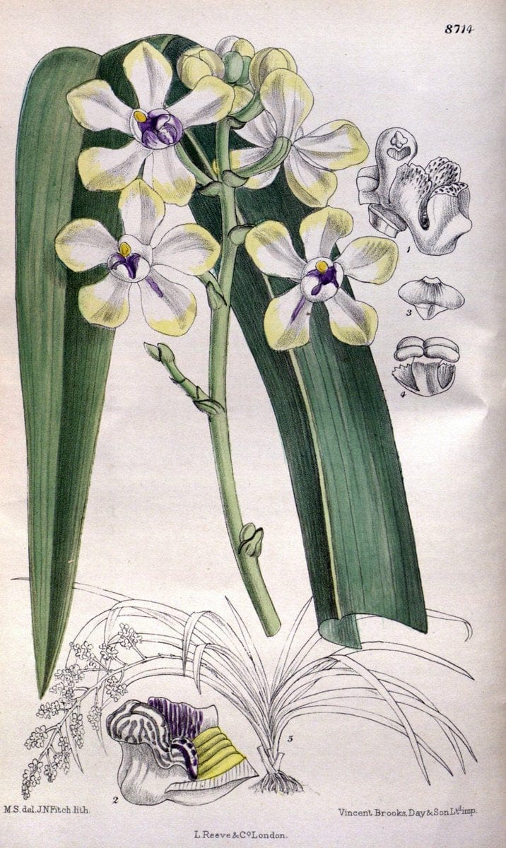Curtis's botanical magazine. London ; New York [etc.] :Academic Press [etc.]. | "Botanical illustration" Botany Periodicals "Pictorial works" "Plants, Ornamental"  | Vintage Print Reproduction 449564