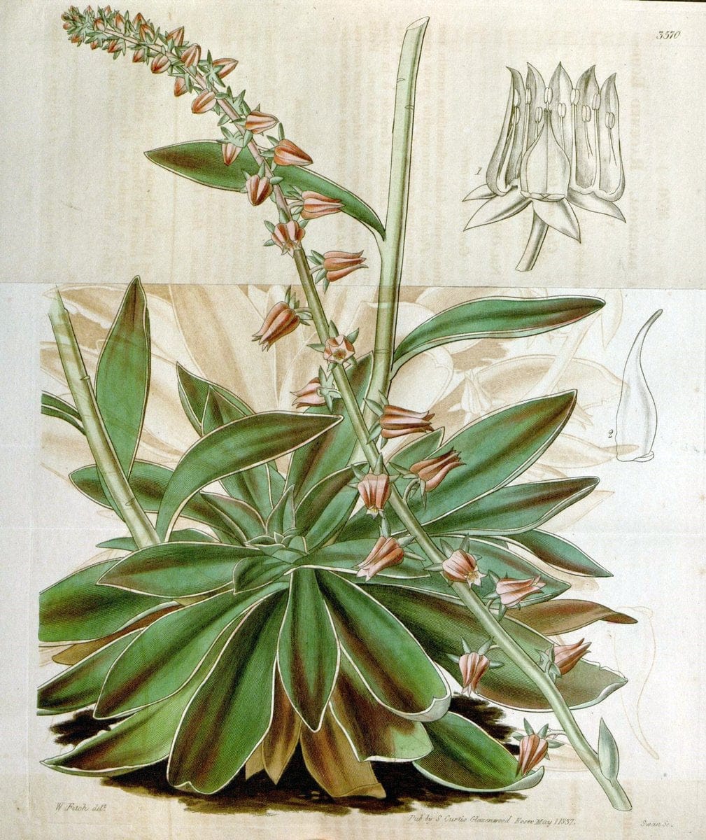 Curtis's botanical magazine. London ; New York [etc.] :Academic Press [etc.]. | "Botanical illustration" Botany Periodicals "Pictorial works" "Plants, Ornamental"  | Vintage Print Reproduction 449565