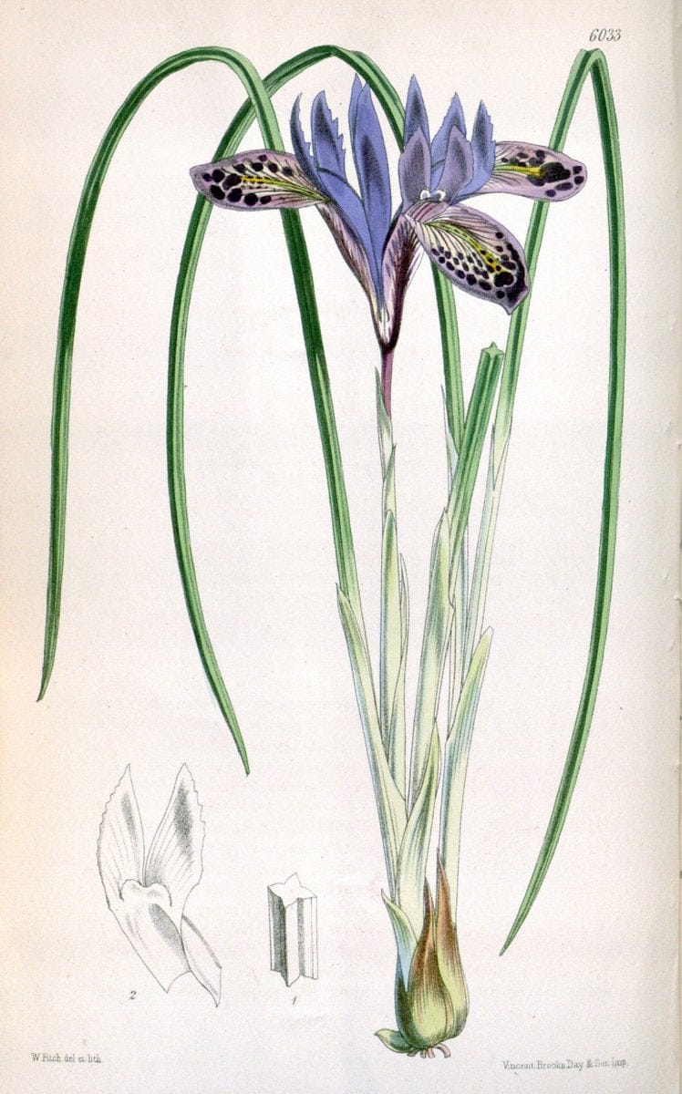 Curtis's botanical magazine. London ; New York [etc.] :Academic Press [etc.]. | "Botanical illustration" Botany Periodicals "Pictorial works" "Plants, Ornamental"  | Vintage Print Reproduction 449567