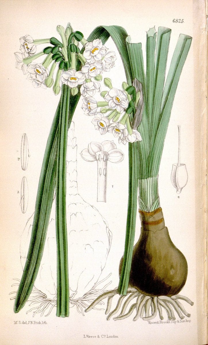 Curtis's botanical magazine. London ; New York [etc.] :Academic Press [etc.]. | "Botanical illustration" Botany Periodicals "Pictorial works" "Plants, Ornamental"  | Vintage Print Reproduction 449568