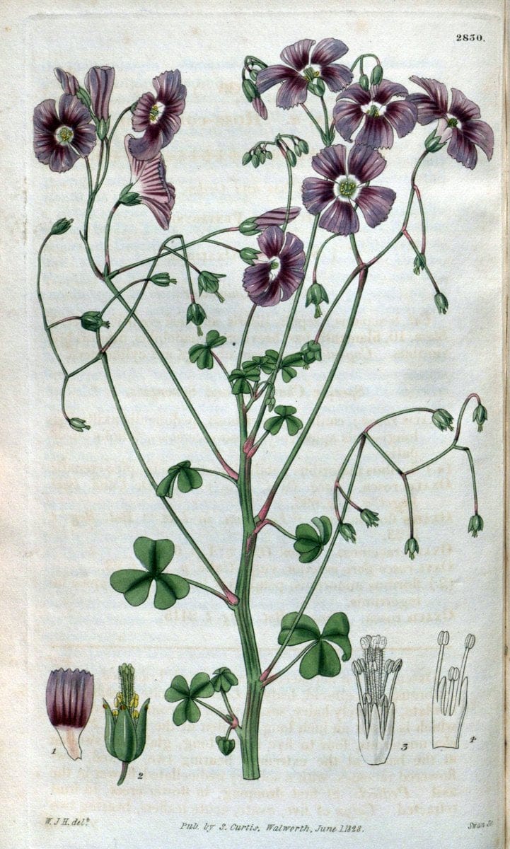 Curtis's botanical magazine. London ; New York [etc.] :Academic Press [etc.]. | "Botanical illustration" Botany Periodicals "Pictorial works" "Plants, Ornamental"  | Vintage Print Reproduction 449569