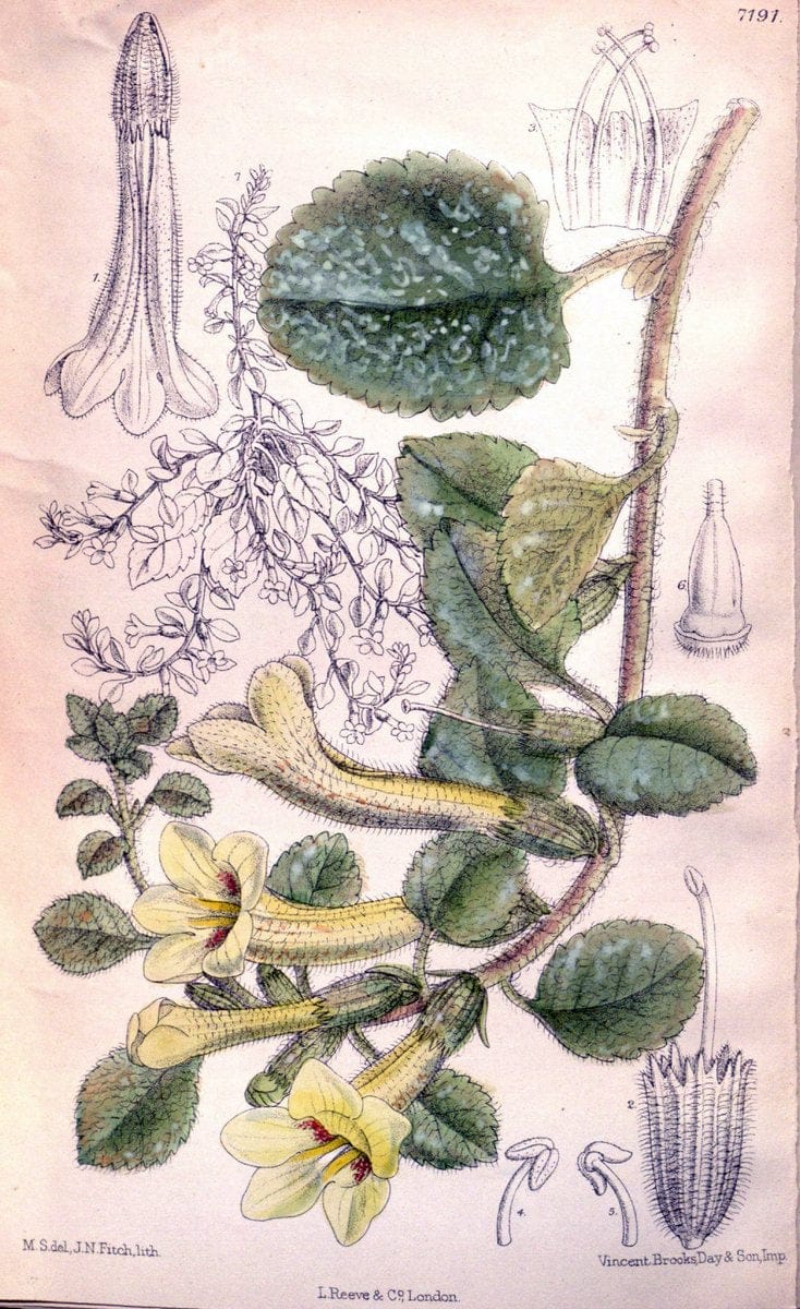 Curtis's botanical magazine. London ; New York [etc.] :Academic Press [etc.]. | "Botanical illustration" Botany Periodicals "Pictorial works" "Plants, Ornamental"  | Vintage Print Reproduction 449571
