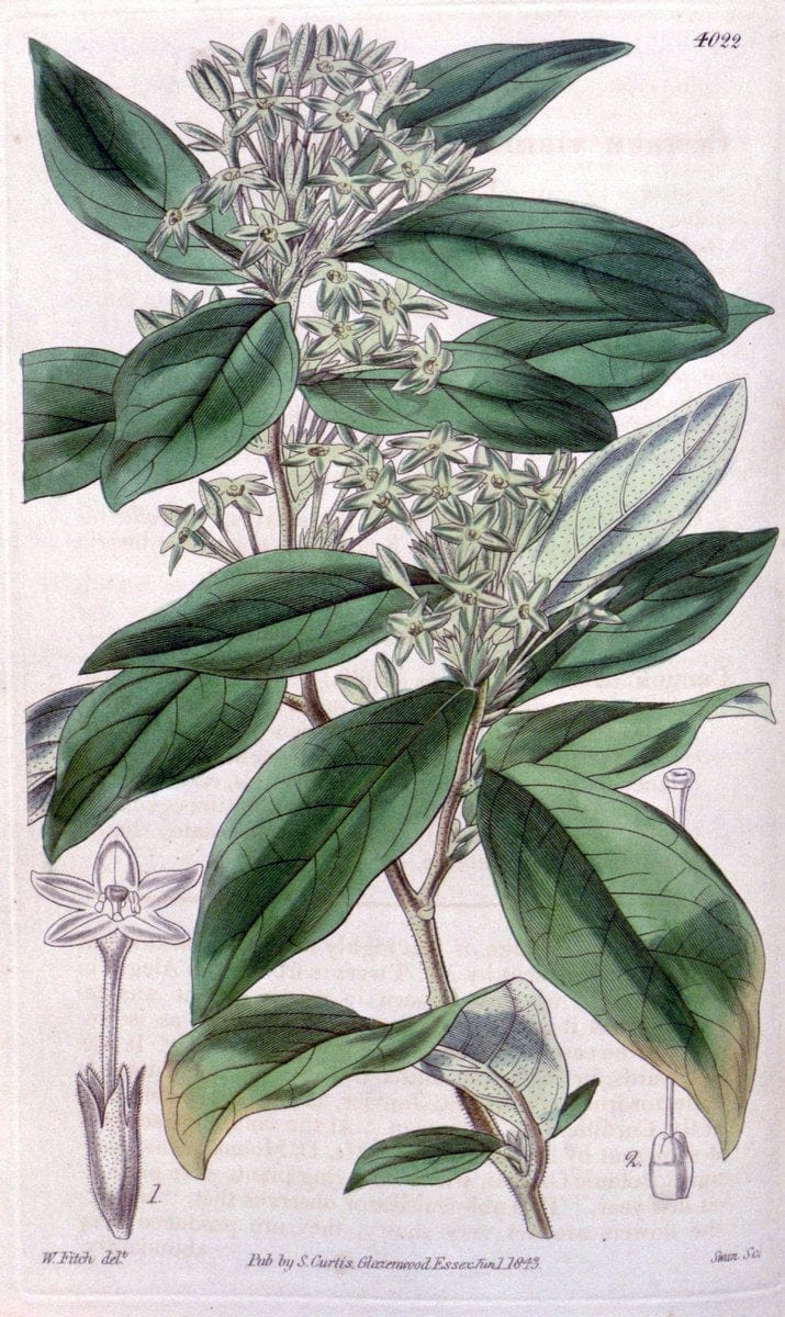 Curtis's botanical magazine. London ; New York [etc.] :Academic Press [etc.]. | "Botanical illustration" Botany Periodicals "Pictorial works" "Plants, Ornamental"  | Vintage Print Reproduction 449574