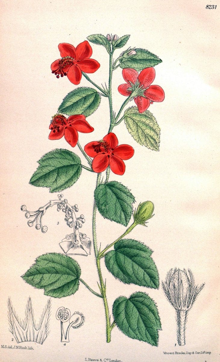 Curtis's botanical magazine. London ; New York [etc.] :Academic Press [etc.]. | "Botanical illustration" Botany Periodicals "Pictorial works" "Plants, Ornamental"  | Vintage Print Reproduction 449576