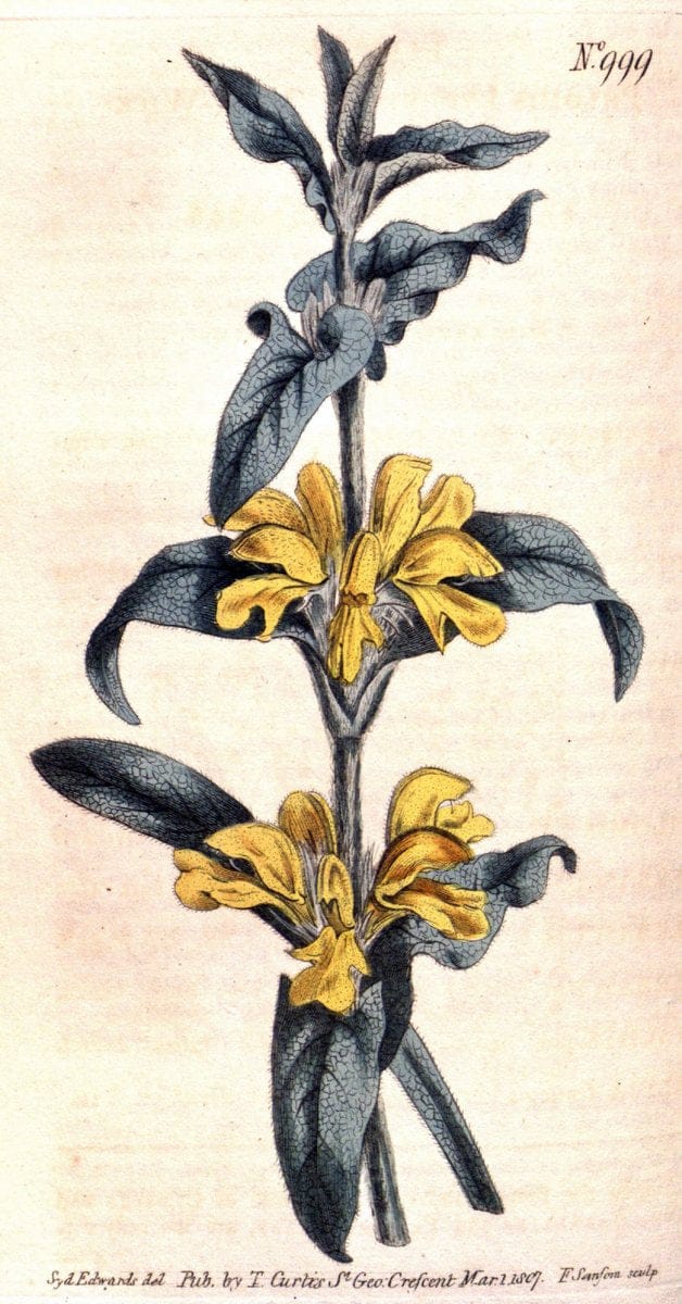 Curtis's botanical magazine. London ;New York [etc.] :Academic Press [etc.]. | Botany Periodicals "Pictorial works"  | Vintage Print Reproduction 449577