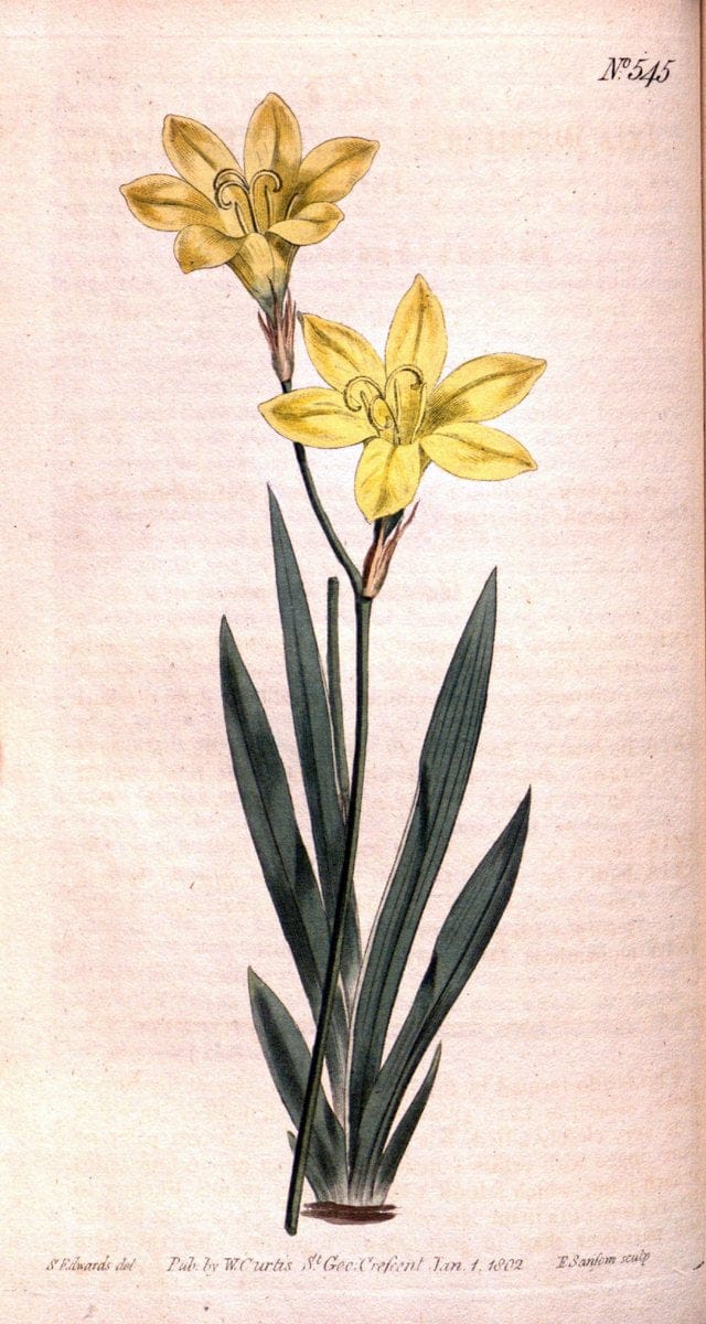 Curtis's botanical magazine. London ;New York [etc.] :Academic Press [etc.]. | Botany Periodicals "Pictorial works"  | Vintage Print Reproduction 449578