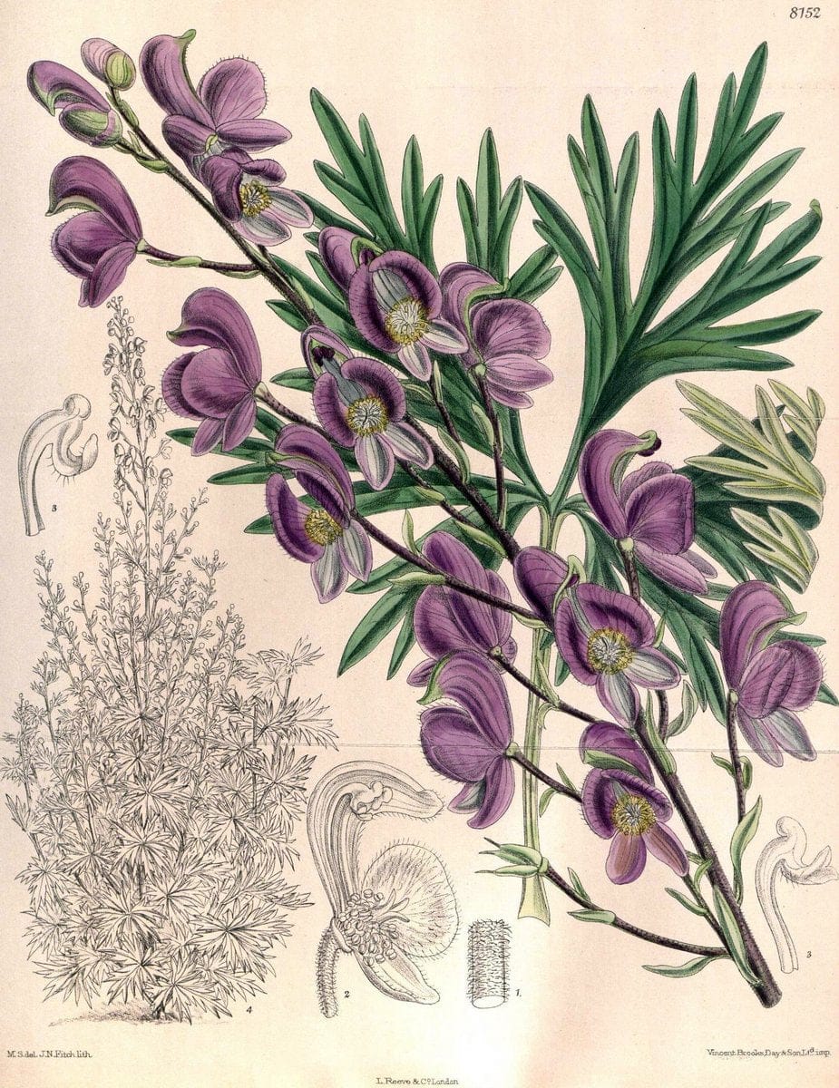 Curtis's botanical magazine. London ;New York [etc.] :Academic Press [etc.]. | Botany Periodicals "Pictorial works"  | Vintage Print Reproduction 449581