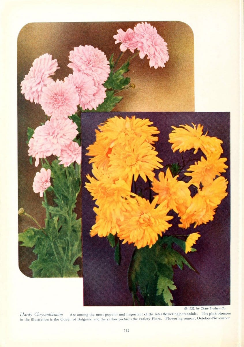 Cedar Acres gladioli /.Wenham, Mass. :B. Hammond Tracy.  | Vintage Print Reproduction 449582