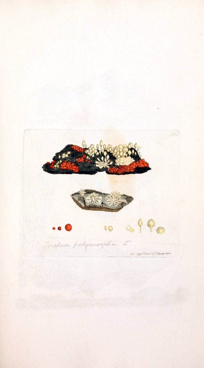 Coloured figures of English fungi or mushrooms. London,Printed by J. Davis,1797-[1809]. | England Mushrooms  | Vintage Print Reproduction 449583
