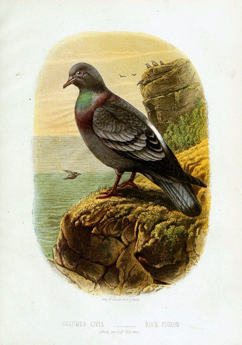Cassell's book of birds :.London,Cassell, Petter and Galpin,[1875]. | Birds  | Vintage Print Reproduction 449587