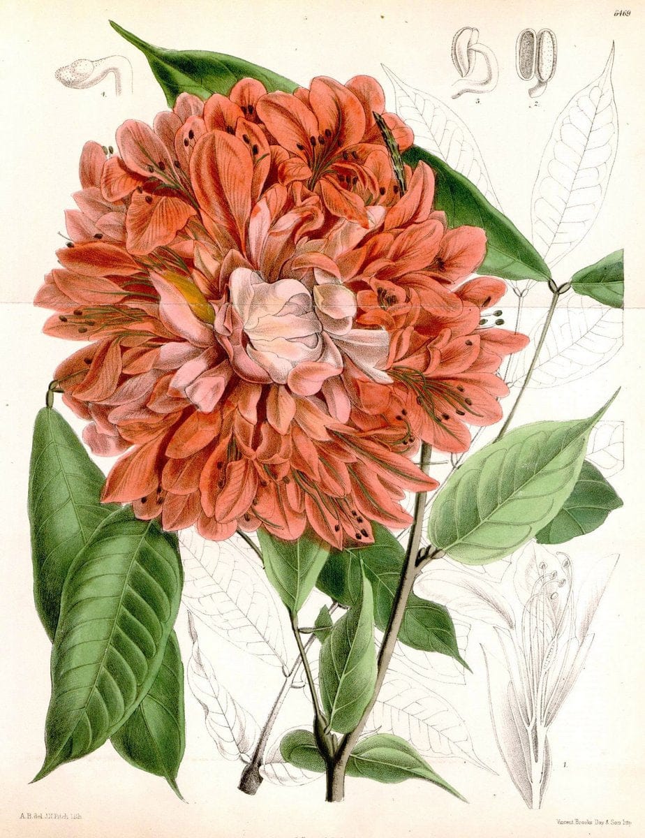 Curtis's botanical magazine. London ; New York [etc.] :Academic Press [etc.]. | "Botanical illustration" Botany Periodicals "Pictorial works" "Plants, Ornamental"  | Vintage Print Reproduction 449592
