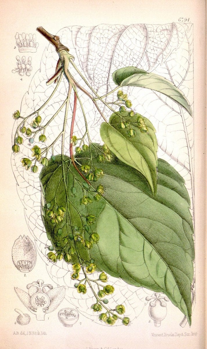 Curtis's botanical magazine. London ; New York [etc.] :Academic Press [etc.]. | "Botanical illustration" Botany Periodicals "Pictorial works" "Plants, Ornamental"  | Vintage Print Reproduction 449593