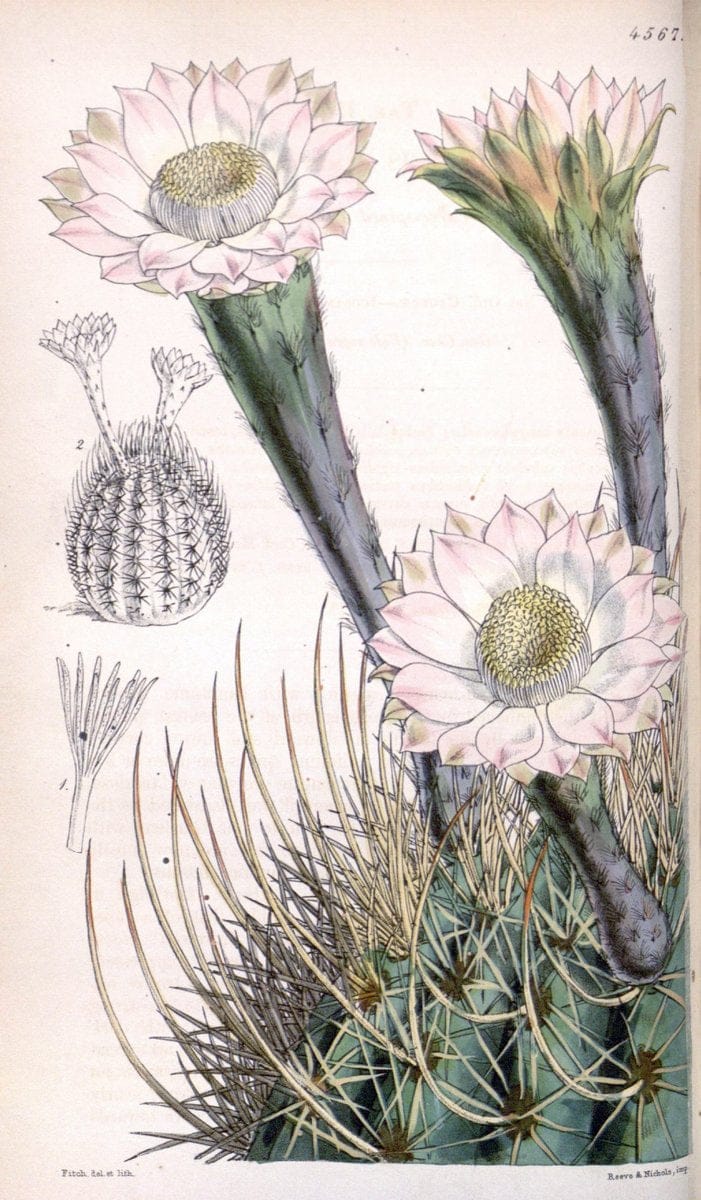 Curtis's botanical magazine. London ; New York [etc.] :Academic Press [etc.]. | "Botanical illustration" Botany Periodicals "Pictorial works" "Plants, Ornamental"  | Vintage Print Reproduction 449595