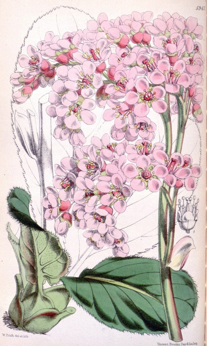 Dragable Image
