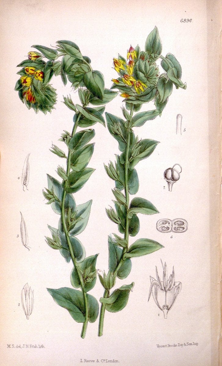 Curtis's botanical magazine. London ; New York [etc.] :Academic Press [etc.]. | "Botanical illustration" Botany Periodicals "Pictorial works" "Plants, Ornamental"  | Vintage Print Reproduction 449602