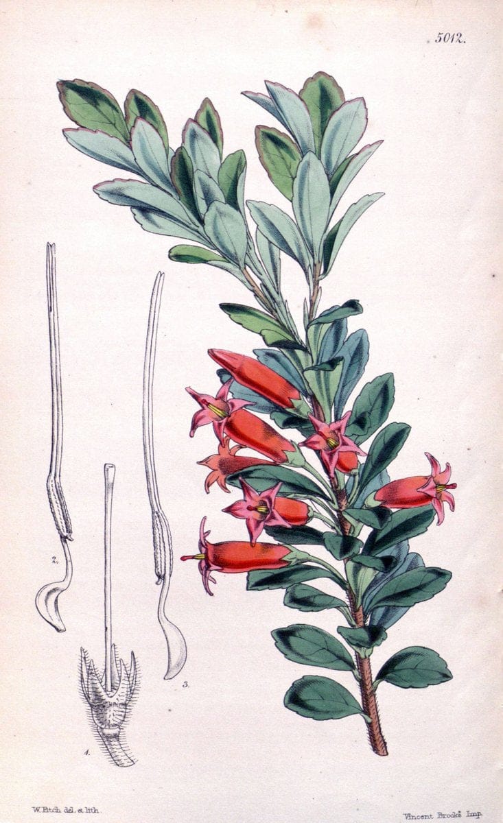 Curtis's botanical magazine. London ; New York [etc.] :Academic Press [etc.]. | "Botanical illustration" Botany Periodicals "Pictorial works" "Plants, Ornamental"  | Vintage Print Reproduction 449605