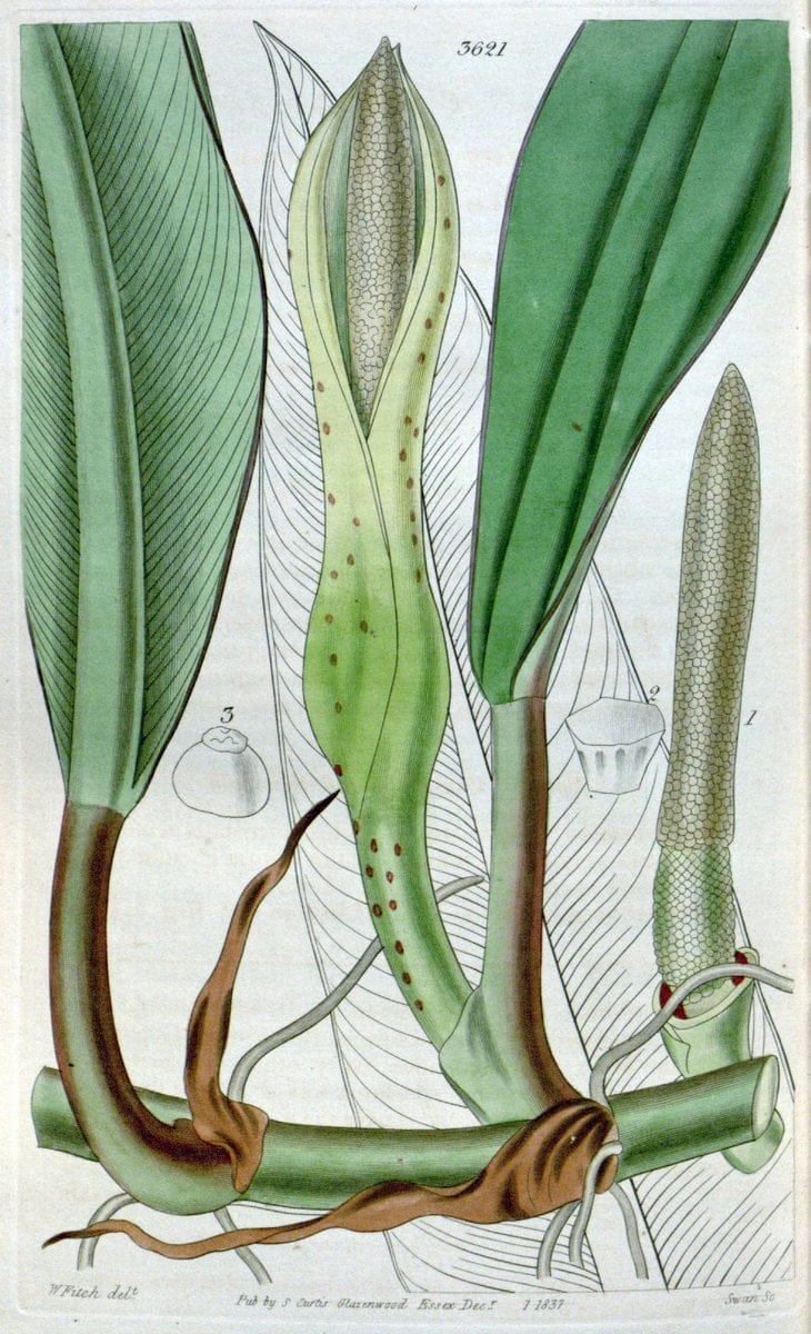 Curtis's botanical magazine. London ; New York [etc.] :Academic Press [etc.]. | "Botanical illustration" Botany Periodicals "Pictorial works" "Plants, Ornamental"  | Vintage Print Reproduction 449606
