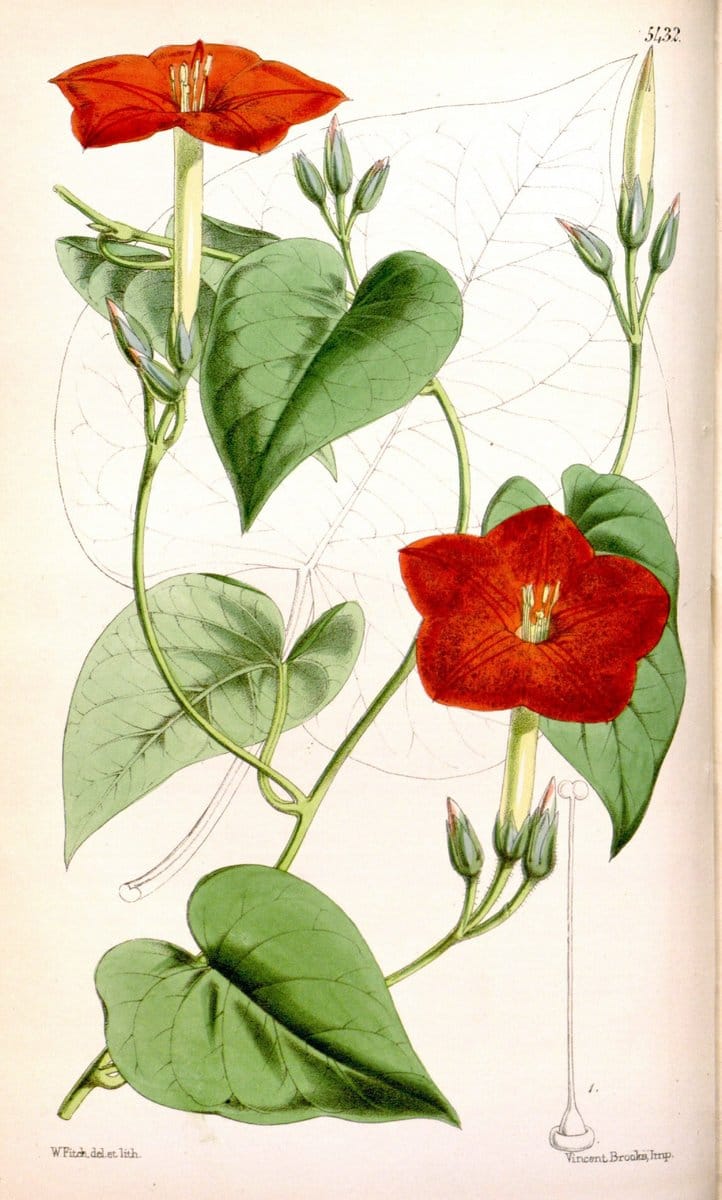 Curtis's botanical magazine..London ;New York [etc.] :Academic Press [etc.]. |  | Vintage Print Reproduction 449607