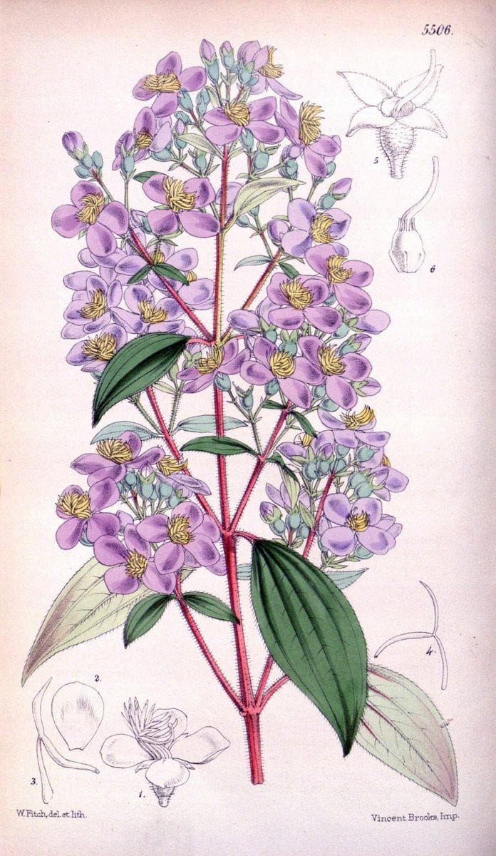 Curtis's botanical magazine..London ;New York [etc.] :Academic Press [etc.]. |  | Vintage Print Reproduction 449608