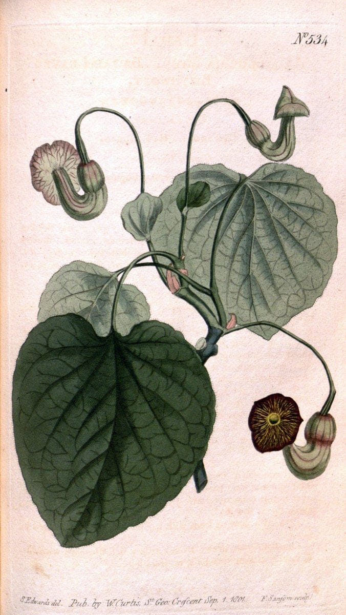 Curtis's botanical magazine. London ;New York [etc.] :Academic Press [etc.]. | Botany Periodicals "Pictorial works"  | Vintage Print Reproduction 449614