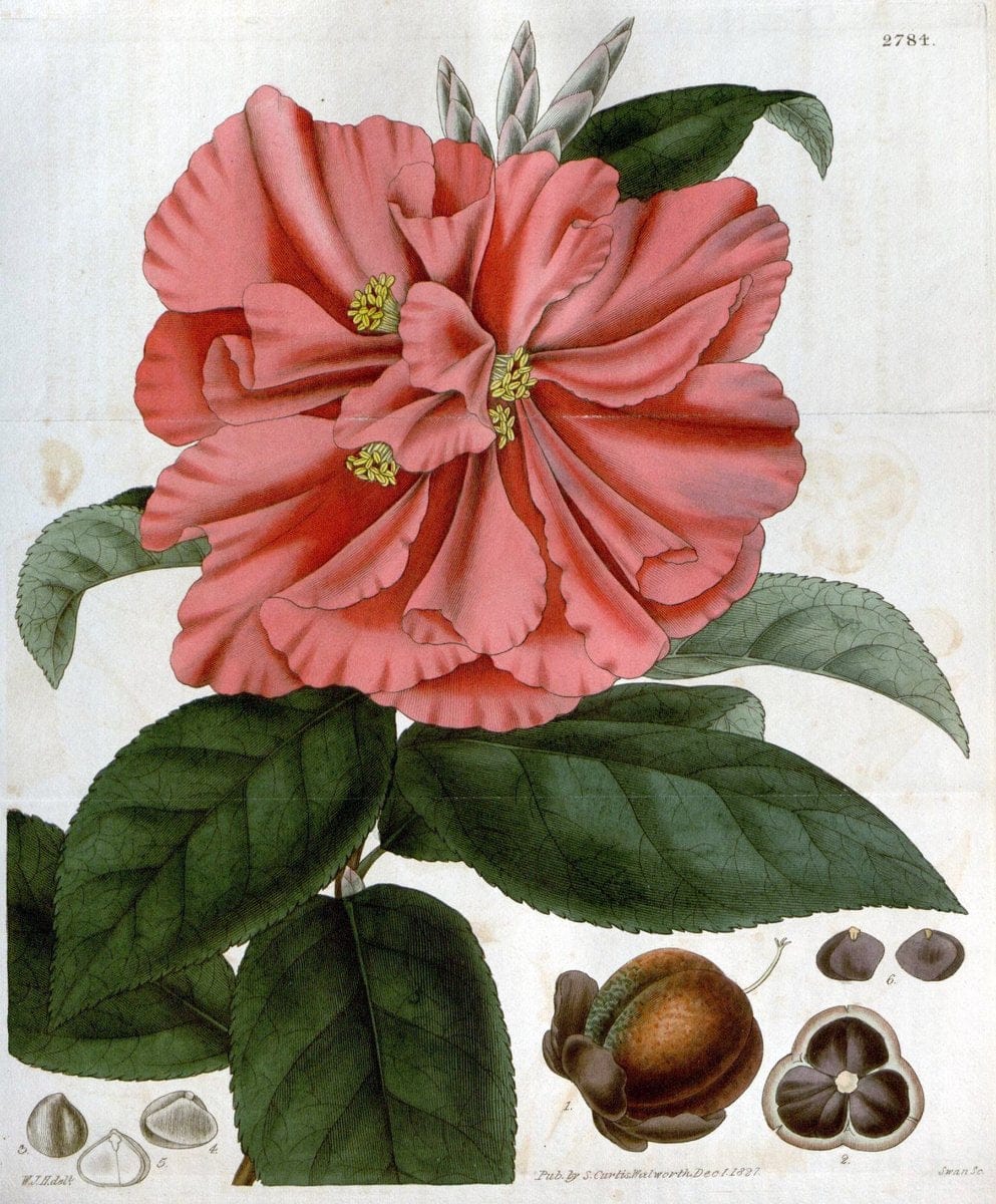 Curtis's botanical magazine. London ;New York [etc.] :Academic Press [etc.]. | Botany Periodicals "Pictorial works"  | Vintage Print Reproduction 449618