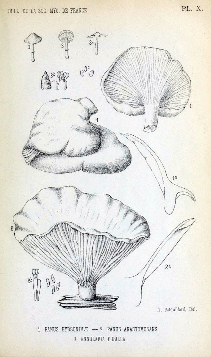 Bulletin de la SociÃ©tÃ© mycologique de France.Epinal :La SociÃ©tÃ©,1885-1903.  | France Fungi Mycology Periodicals | Vintage Print Reproduction 449620