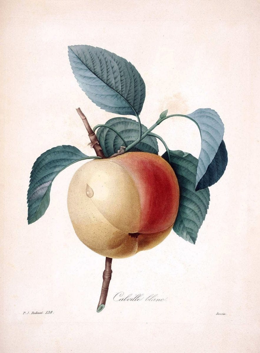 Choix des plus belles fleurs :.Paris:Ernest Panckoucke,[1833].. |  | Vintage Print Reproduction 449621