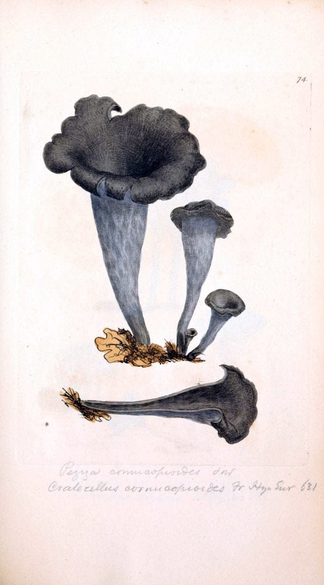 Coloured figures of English fungi or mushrooms. London,Printed by J. Davis,1797-[1809]. | England Mushrooms  | Vintage Print Reproduction 449623
