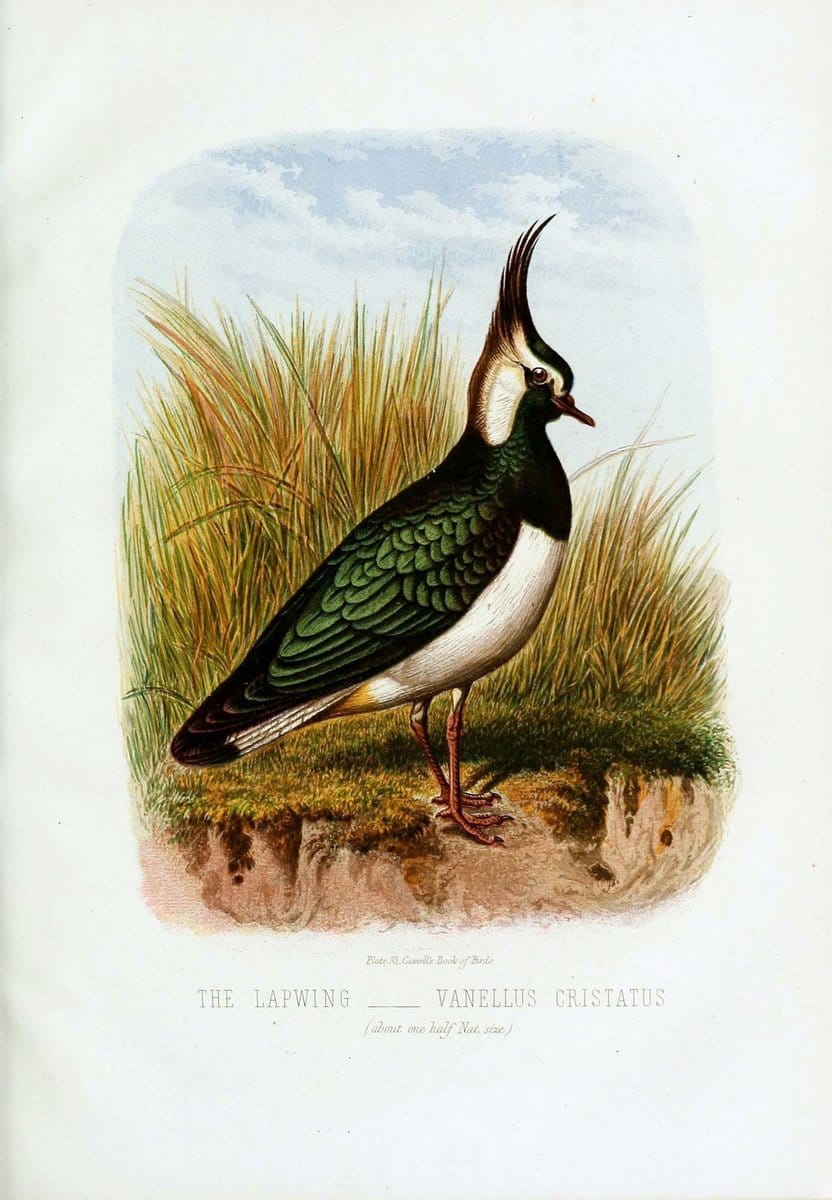 Cassell's book of birds :.London,Cassell, Petter and Galpin,[1875]. | Birds  | Vintage Print Reproduction 449625