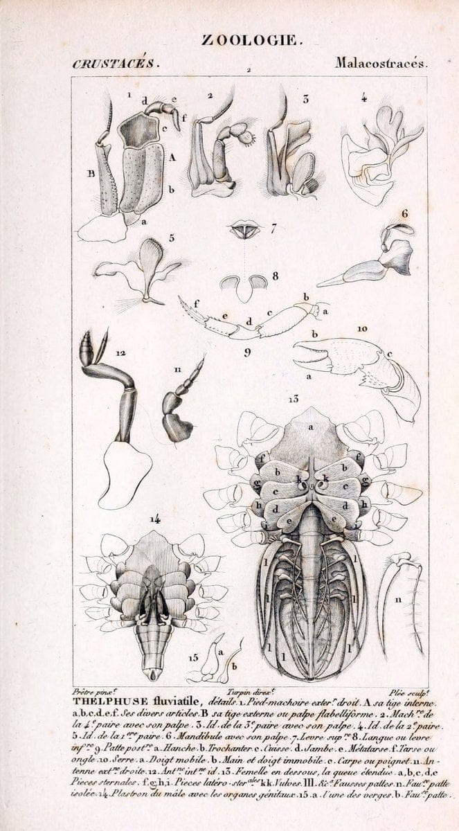 ConsidÃ©rations gÃ©nÃ©rales sur la classe des crustacÃ©s :.Paris :F.G. Levrault,1825.  | Crustacea France Zoology  | Vintage Print Reproduction 449627