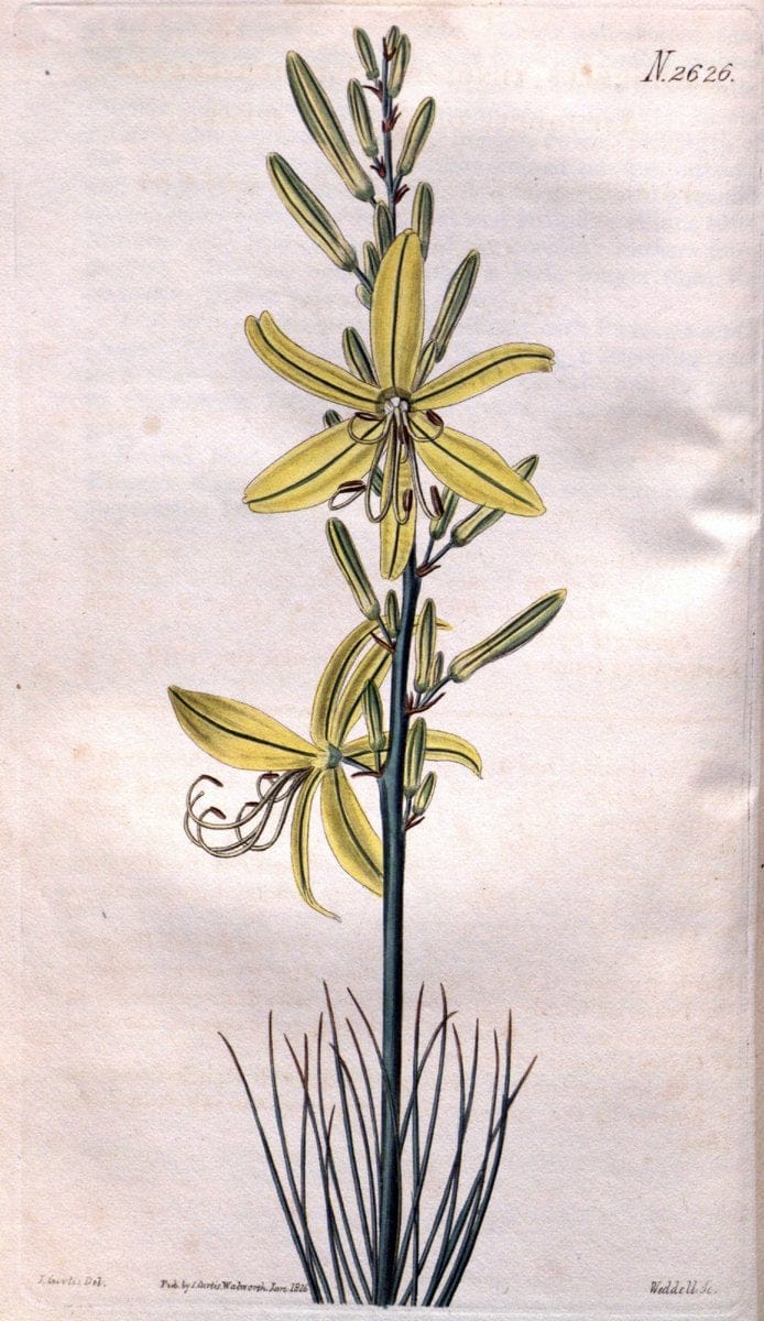 Curtis's botanical magazine. London ; New York [etc.] :Academic Press [etc.]. | "Botanical illustration" Botany Periodicals "Pictorial works" "Plants, Ornamental"  | Vintage Print Reproduction 449631