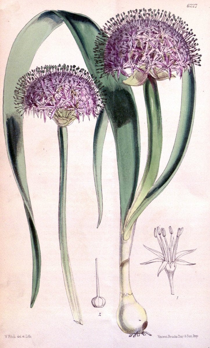 Curtis's botanical magazine. London ; New York [etc.] :Academic Press [etc.]. | "Botanical illustration" Botany Periodicals "Pictorial works" "Plants, Ornamental"  | Vintage Print Reproduction 449632
