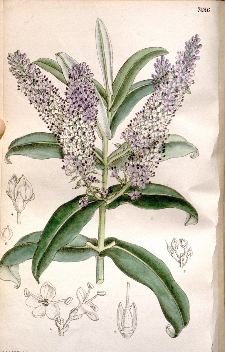 Curtis's botanical magazine. London ; New York [etc.] :Academic Press [etc.]. | "Botanical illustration" Botany Periodicals "Pictorial works" "Plants, Ornamental"  | Vintage Print Reproduction 449635