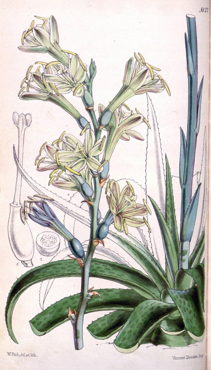 Curtis's botanical magazine. London ; New York [etc.] :Academic Press [etc.]. | "Botanical illustration" Botany Periodicals "Pictorial works" "Plants, Ornamental"  | Vintage Print Reproduction 449636