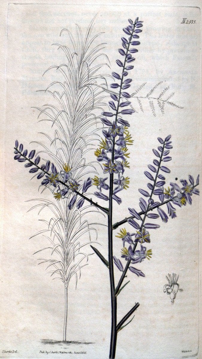 Curtis's botanical magazine. London ; New York [etc.] :Academic Press [etc.]. | "Botanical illustration" Botany Periodicals "Pictorial works" "Plants, Ornamental"  | Vintage Print Reproduction 449638